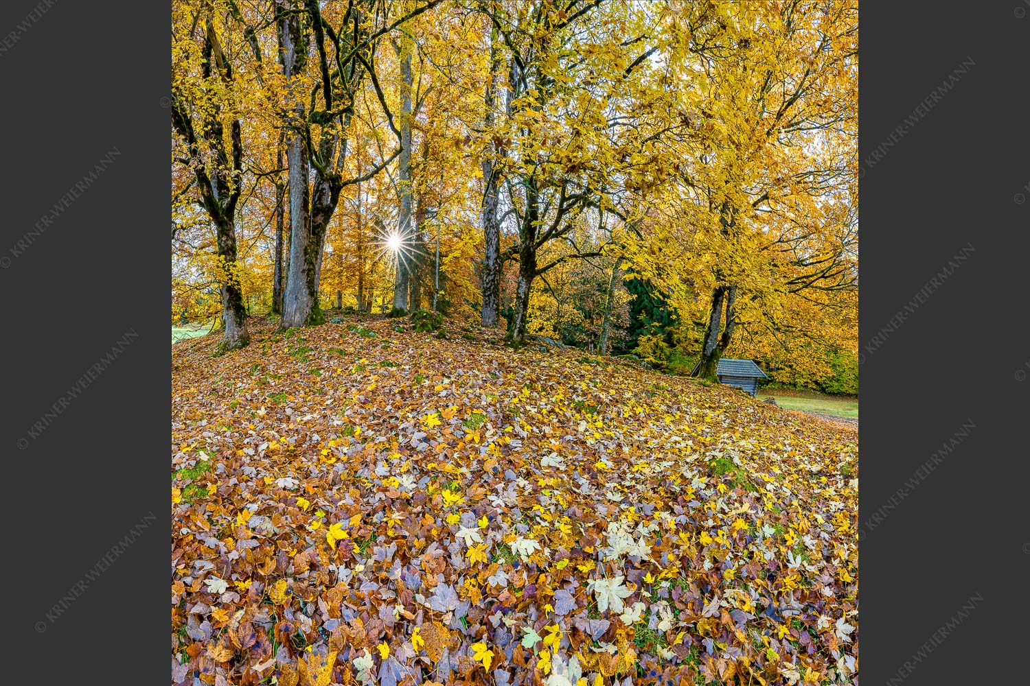 Herbstlaub am Wamberg - Bladlan 1:1  -- Herbstliche Ahornblätter am Wamberg - mehr Infos bei www.Kriner-Weiermann.de