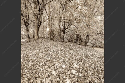 Herbstlaub am Wamberg - Bladlan 1:1 sepia -- Herbstliche Ahornblätter am Wamberg - mehr Infos bei www.Kriner-Weiermann.de