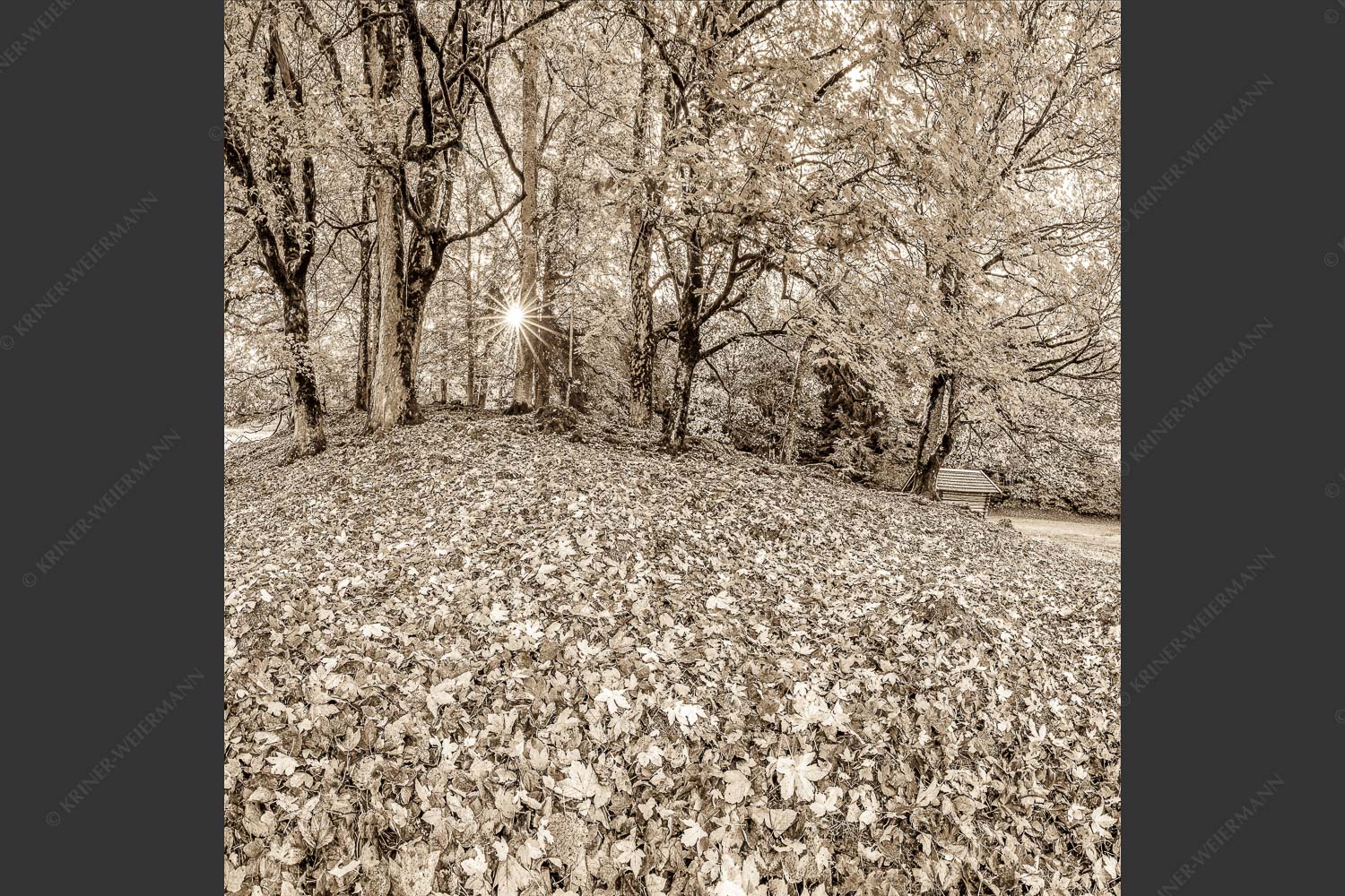 Herbstlaub am Wamberg - Bladlan 1:1 sepia -- Herbstliche Ahornblätter am Wamberg - mehr Infos bei www.Kriner-Weiermann.de
