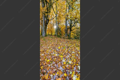 Herbstlaub am Wamberg - Bladlan 1:2  -- Herbstliche Ahornblätter am Wamberg - mehr Infos bei www.Kriner-Weiermann.de