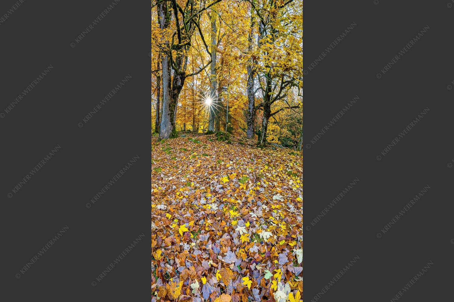 Herbstlaub am Wamberg - Bladlan 1:2  -- Herbstliche Ahornblätter am Wamberg - mehr Infos bei www.Kriner-Weiermann.de
