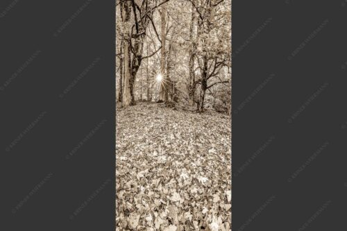 Herbstlaub am Wamberg - Bladlan 1:2 sepia -- Herbstliche Ahornblätter am Wamberg - mehr Infos bei www.Kriner-Weiermann.de