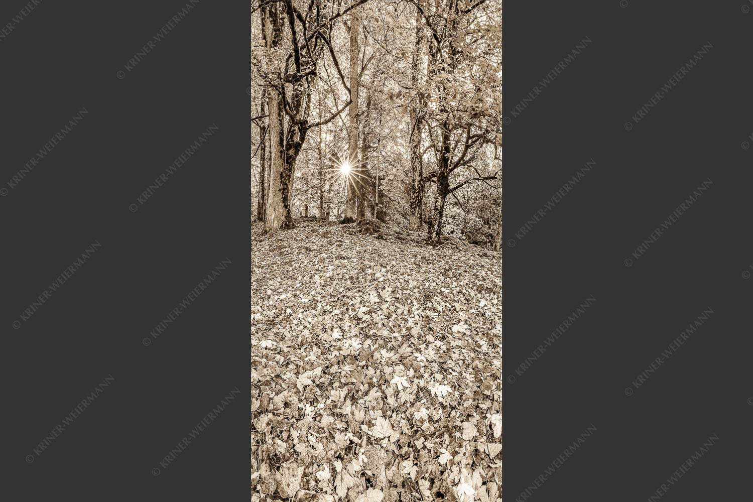 Herbstlaub am Wamberg - Bladlan 1:2 sepia -- Herbstliche Ahornblätter am Wamberg - mehr Infos bei www.Kriner-Weiermann.de