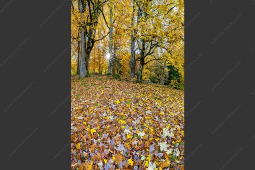 Herbstlaub am Wamberg - Bladlan 2:3  -- Herbstliche Ahornblätter am Wamberg - mehr Infos bei www.Kriner-Weiermann.de