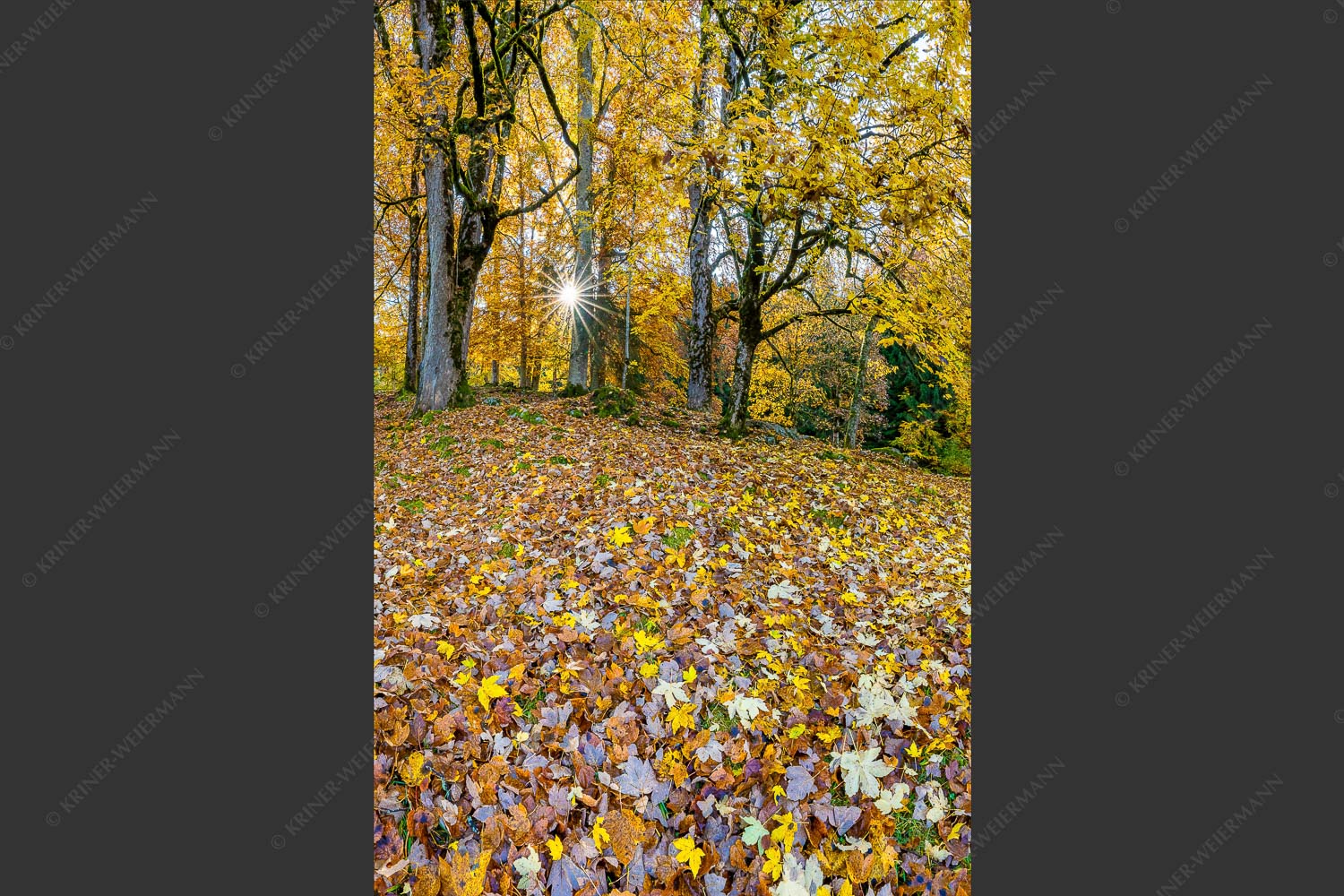 Herbstlaub am Wamberg - Bladlan 2:3  -- Herbstliche Ahornblätter am Wamberg - mehr Infos bei www.Kriner-Weiermann.de