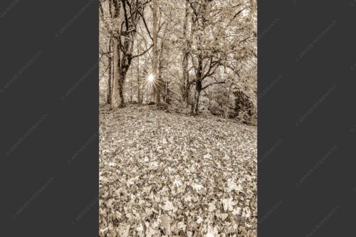 Herbstlaub am Wamberg - Bladlan 2:3 sepia -- Herbstliche Ahornblätter am Wamberg - mehr Infos bei www.Kriner-Weiermann.de