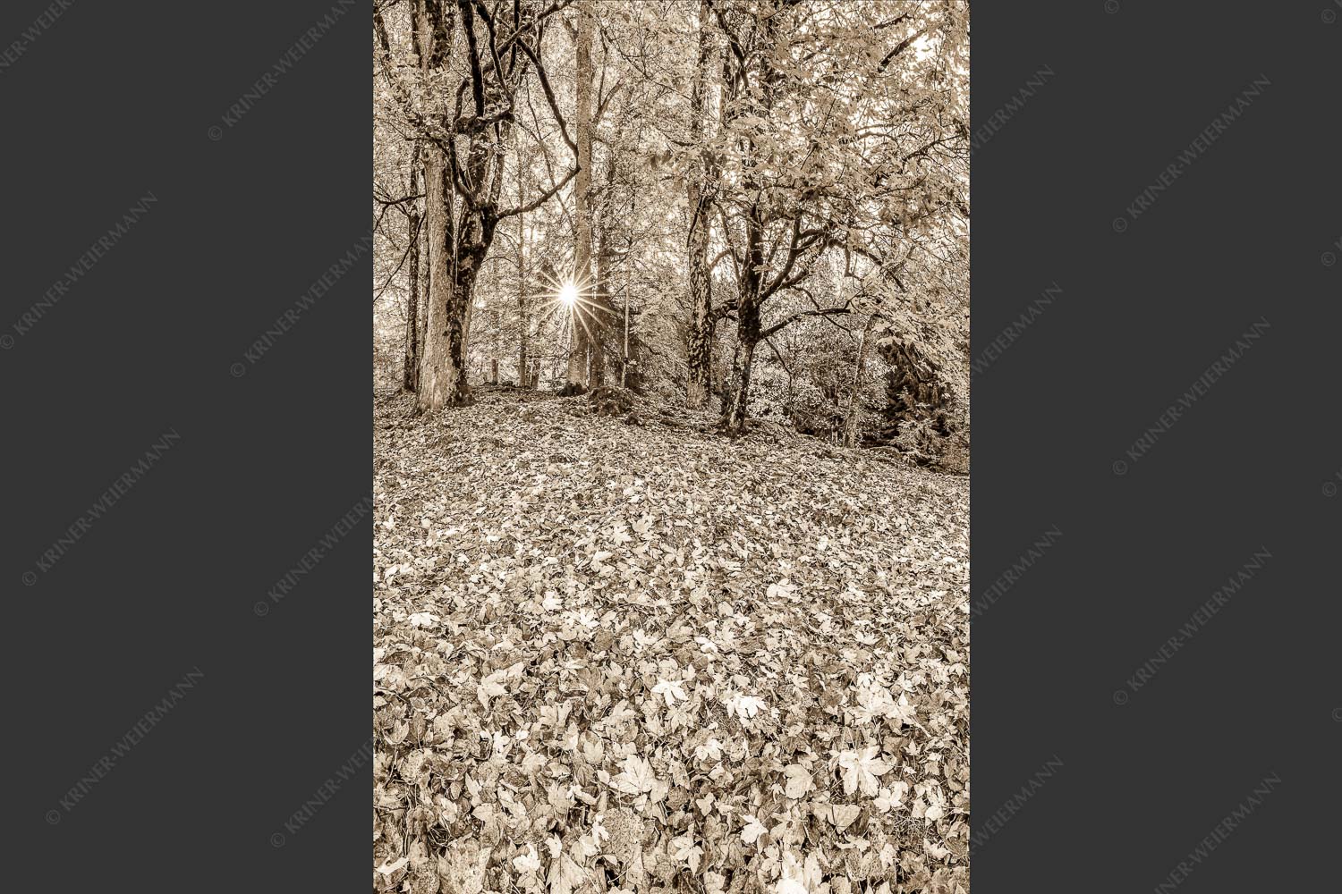 Herbstlaub am Wamberg - Bladlan 2:3 sepia -- Herbstliche Ahornblätter am Wamberg - mehr Infos bei www.Kriner-Weiermann.de