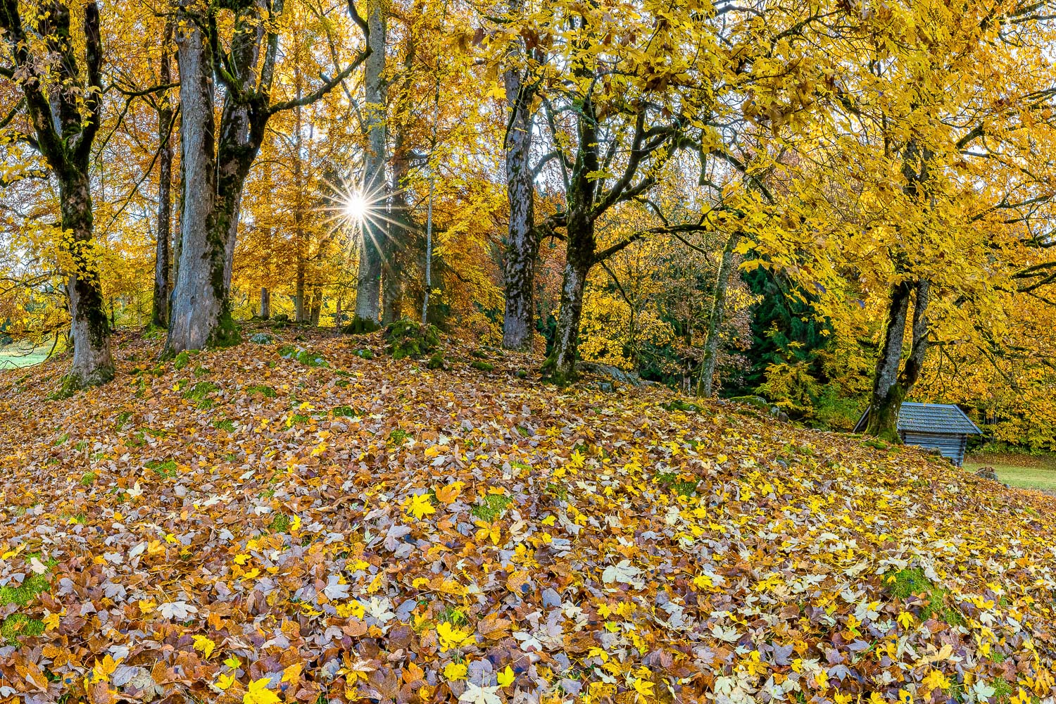 Herbstlaub am Wamberg - Bladlan 3:2  -- Herbstliche Ahornblätter am Wamberg - mehr Infos bei www.Kriner-Weiermann.de
