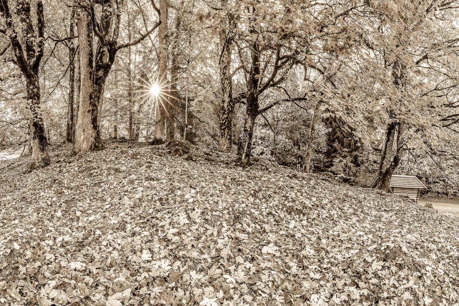 Herbstlaub am Wamberg - Bladlan 3:2 sepia -- Herbstliche Ahornblätter am Wamberg - mehr Infos bei www.Kriner-Weiermann.de