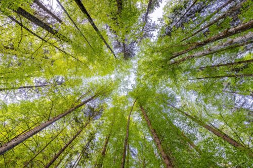 Junge Buchen in frischem Grün - Blick nach Oben 3:2  -- Frühling im Wald - mehr Infos bei www.Kriner-Weiermann.de