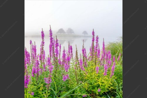 Nebeliger Sommermorgen am Schmalensee - Blüten im Grau 1:1  -- Gewöhnlicher Blutweiderich am Schmalensee - mehr Infos bei www.Kriner-Weiermann.de