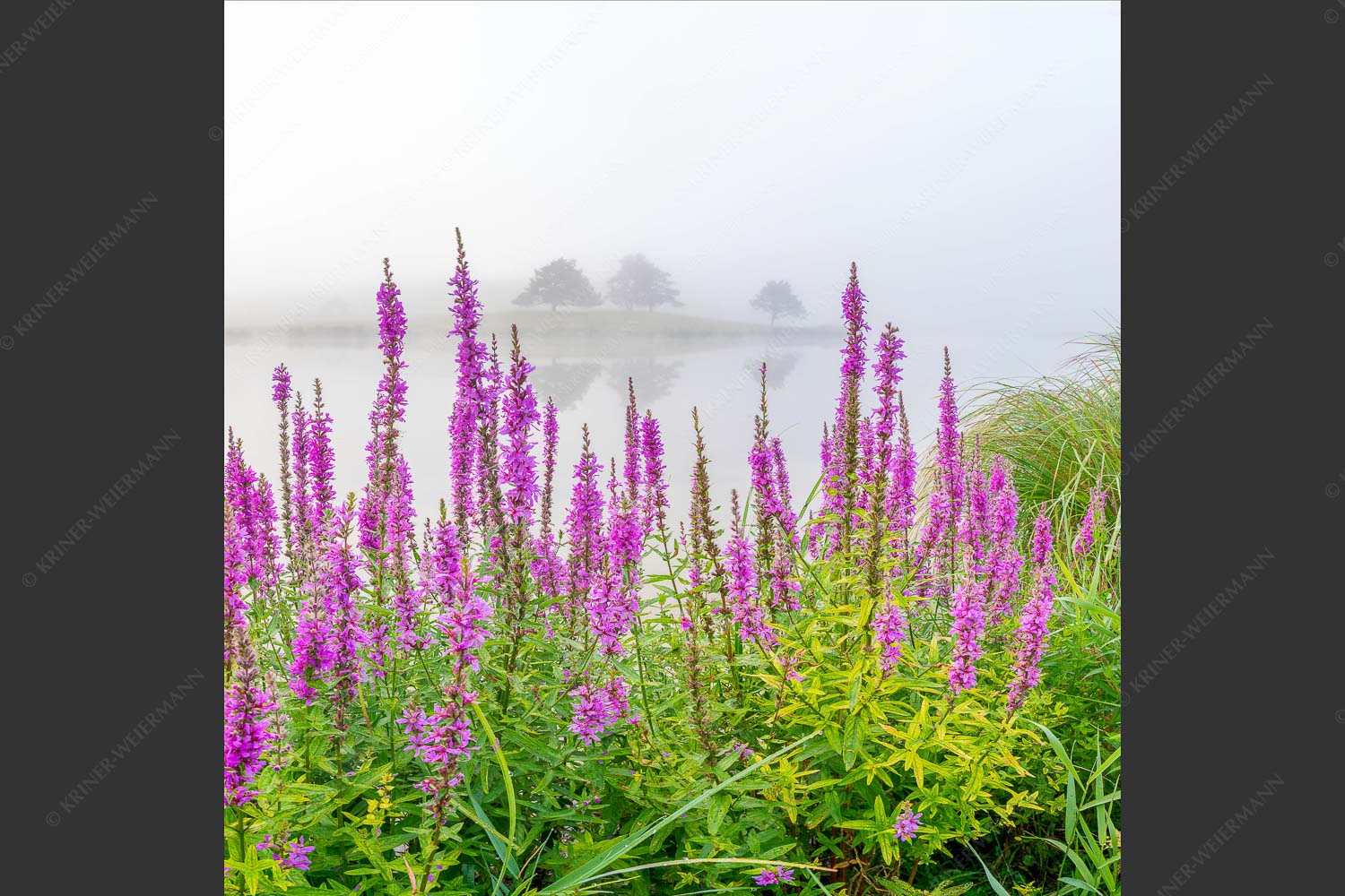 Nebeliger Sommermorgen am Schmalensee - Blüten im Grau 1:1 -- Gewöhnlicher Blutweiderich am Schmalensee - mehr Infos bei www.Kriner-Weiermann.de