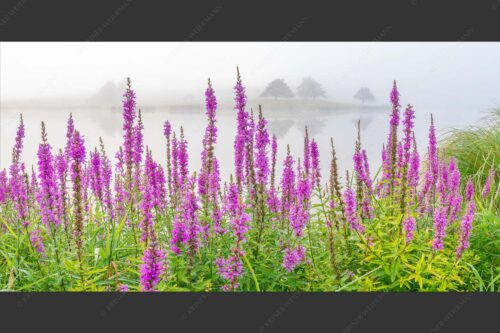Nebeliger Sommermorgen am Schmalensee - Blüten im Grau 2:1  -- Gewöhnlicher Blutweiderich am Schmalensee - mehr Infos bei www.Kriner-Weiermann.de