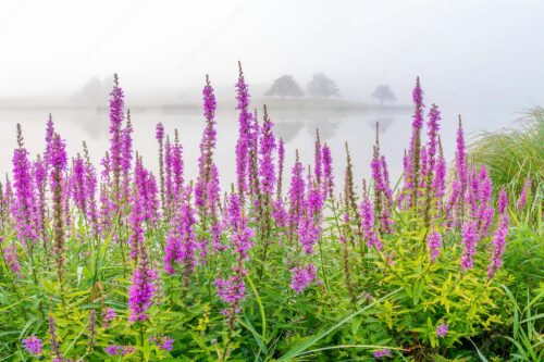 Nebeliger Sommermorgen am Schmalensee - Blüten im Grau 3:2  -- Gewöhnlicher Blutweiderich am Schmalensee - mehr Infos bei www.Kriner-Weiermann.de