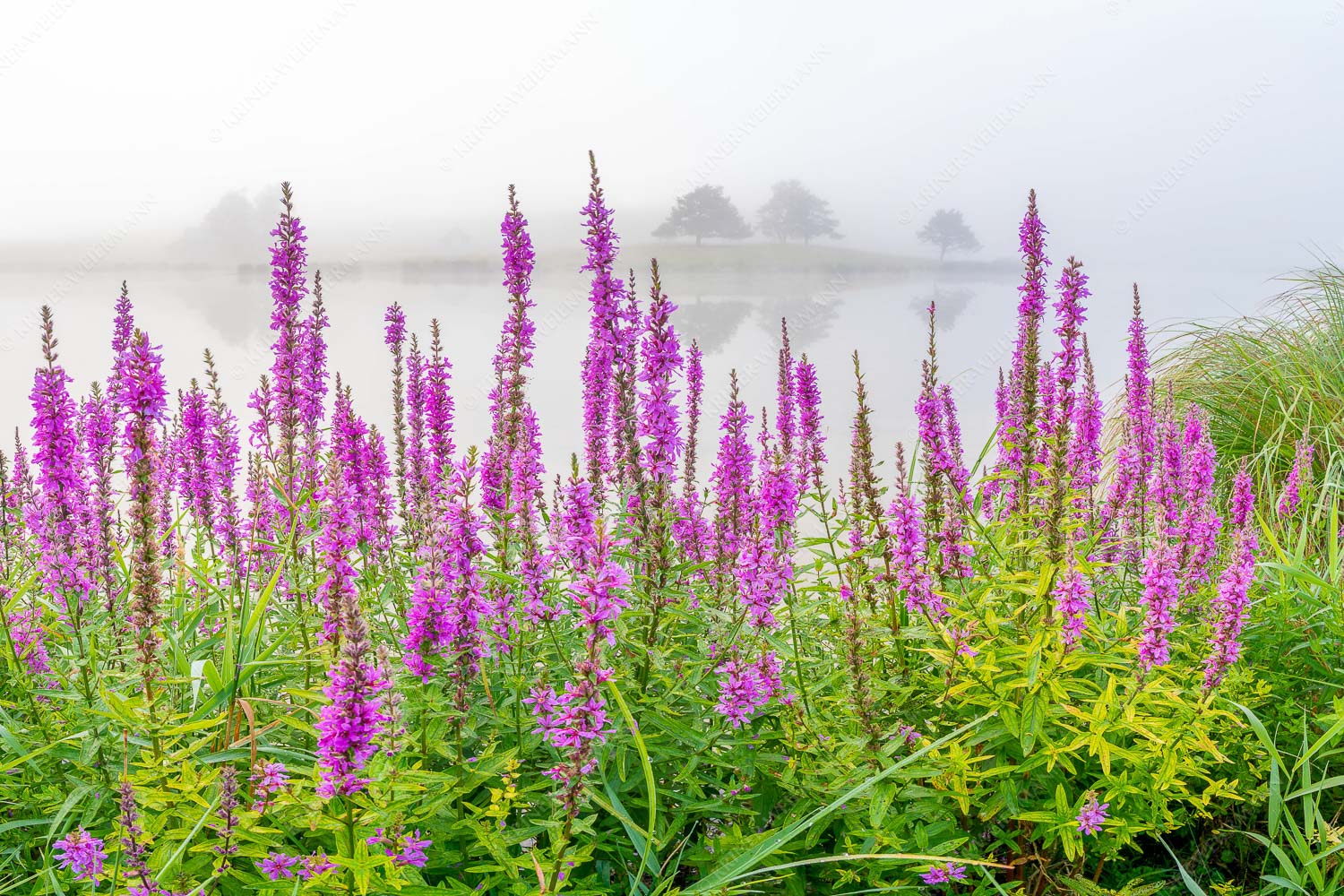 Nebeliger Sommermorgen am Schmalensee - Blüten im Grau 3:2 -- Gewöhnlicher Blutweiderich am Schmalensee - mehr Infos bei www.Kriner-Weiermann.de