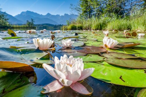 An einigen geschützten Stellen am Barmsee erblühen im Sommer diese Kunstwerke der Natur - Blütenrein 3:2  -- Seerosen am Barmsee - mehr Infos bei www.Kriner-Weiermann.de