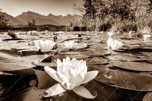 An einigen geschützten Stellen am Barmsee erblühen im Sommer diese Kunstwerke der Natur - Blütenrein 3:2 sepia -- Seerosen am Barmsee - mehr Infos bei www.Kriner-Weiermann.de