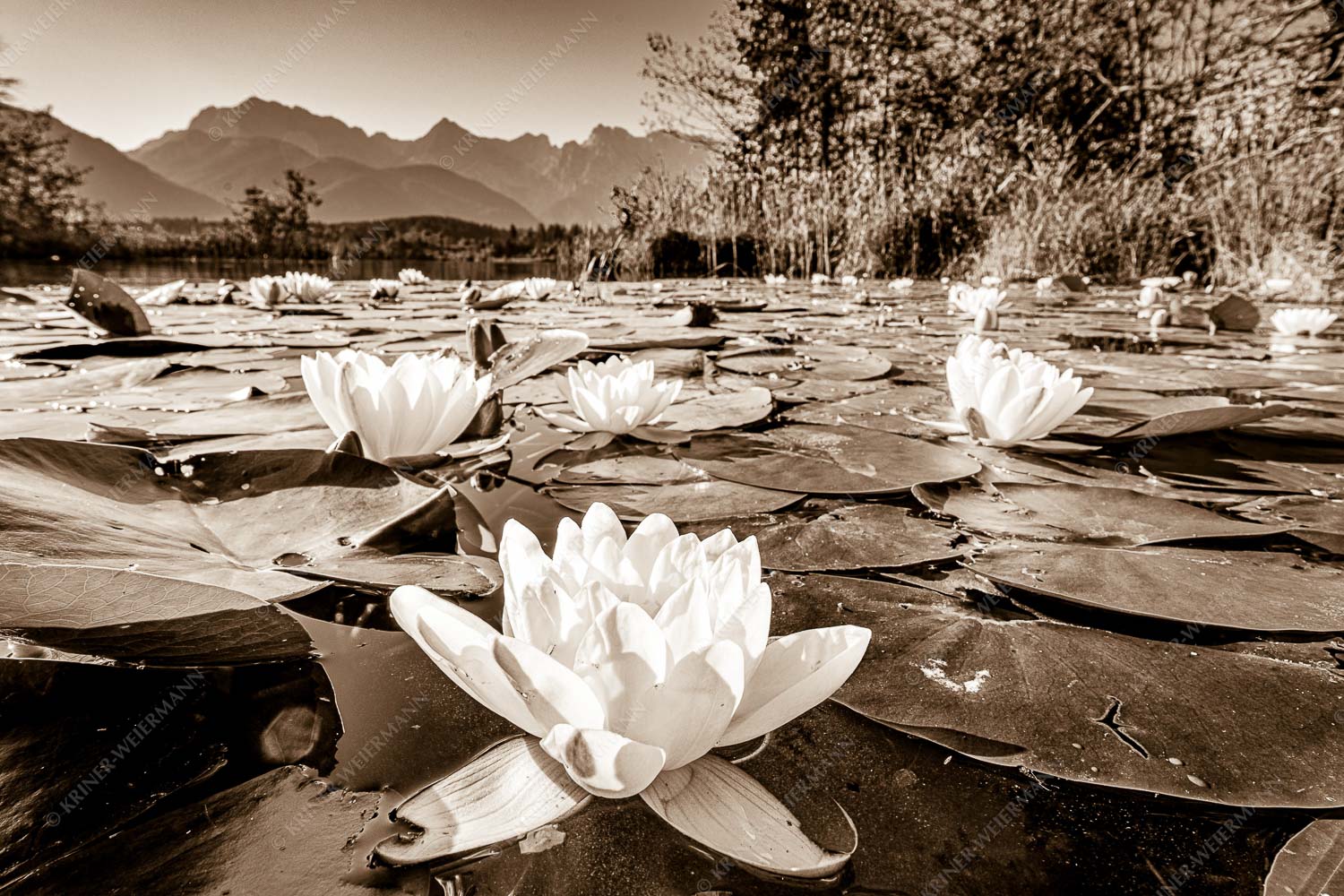 An einigen geschützten Stellen am Barmsee erblühen im Sommer diese Kunstwerke der Natur - Blütenrein 3:2 sepia -- Seerosen am Barmsee - mehr Infos bei www.Kriner-Weiermann.de