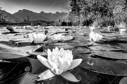 An einigen geschützten Stellen am Barmsee erblühen im Sommer diese Kunstwerke der Natur - Blütenrein 3:2 sw -- Seerosen am Barmsee - mehr Infos bei www.Kriner-Weiermann.de