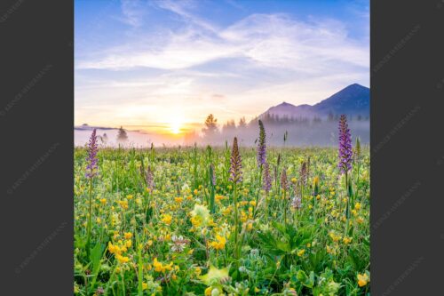 Erstes Licht auf das Wiesmaht bei Sonnenaufgang - Blumenpracht 1:1  -- Üppige Blumenwiese mit Orchideen bei Wallgau - mehr Infos bei www.Kriner-Weiermann.de