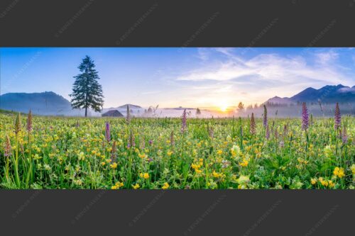 Erstes Licht auf das Wiesmaht bei Sonnenaufgang - Blumenpracht 2,5:1  -- Üppige Blumenwiese mit Orchideen bei Wallgau - mehr Infos bei www.Kriner-Weiermann.de