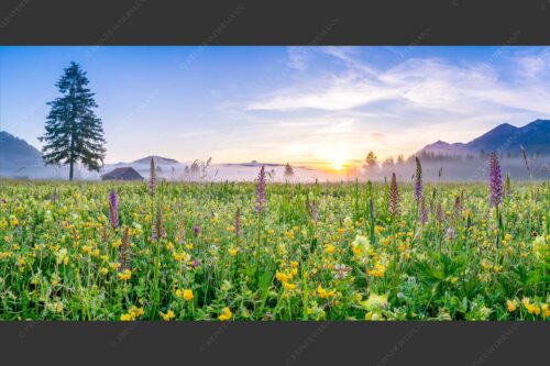Erstes Licht auf das Wiesmaht bei Sonnenaufgang - Blumenpracht 2:1  -- Üppige Blumenwiese mit Orchideen bei Wallgau - mehr Infos bei www.Kriner-Weiermann.de