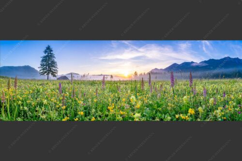 Erstes Licht auf das Wiesmaht bei Sonnenaufgang - Blumenpracht 3:1  -- Üppige Blumenwiese mit Orchideen bei Wallgau - mehr Infos bei www.Kriner-Weiermann.de