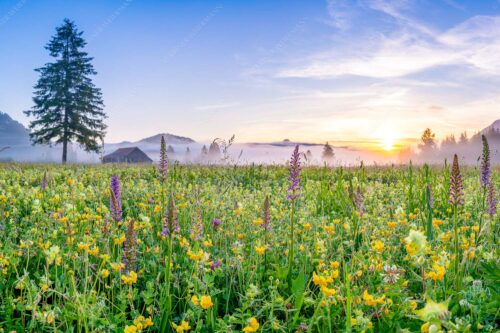 Erstes Licht auf das Wiesmaht bei Sonnenaufgang - Blumenpracht 3:2  -- Üppige Blumenwiese mit Orchideen bei Wallgau - mehr Infos bei www.Kriner-Weiermann.de