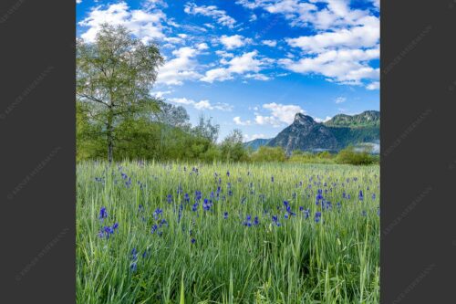 Zwischen Oberammergau und Unterammergau erblühen im Frühsommer unzählige Schwertlilien - Bunte Schwerter 1:1  -- Schwertlilien in Oberammergau - mehr Infos bei www.Kriner-Weiermann.de