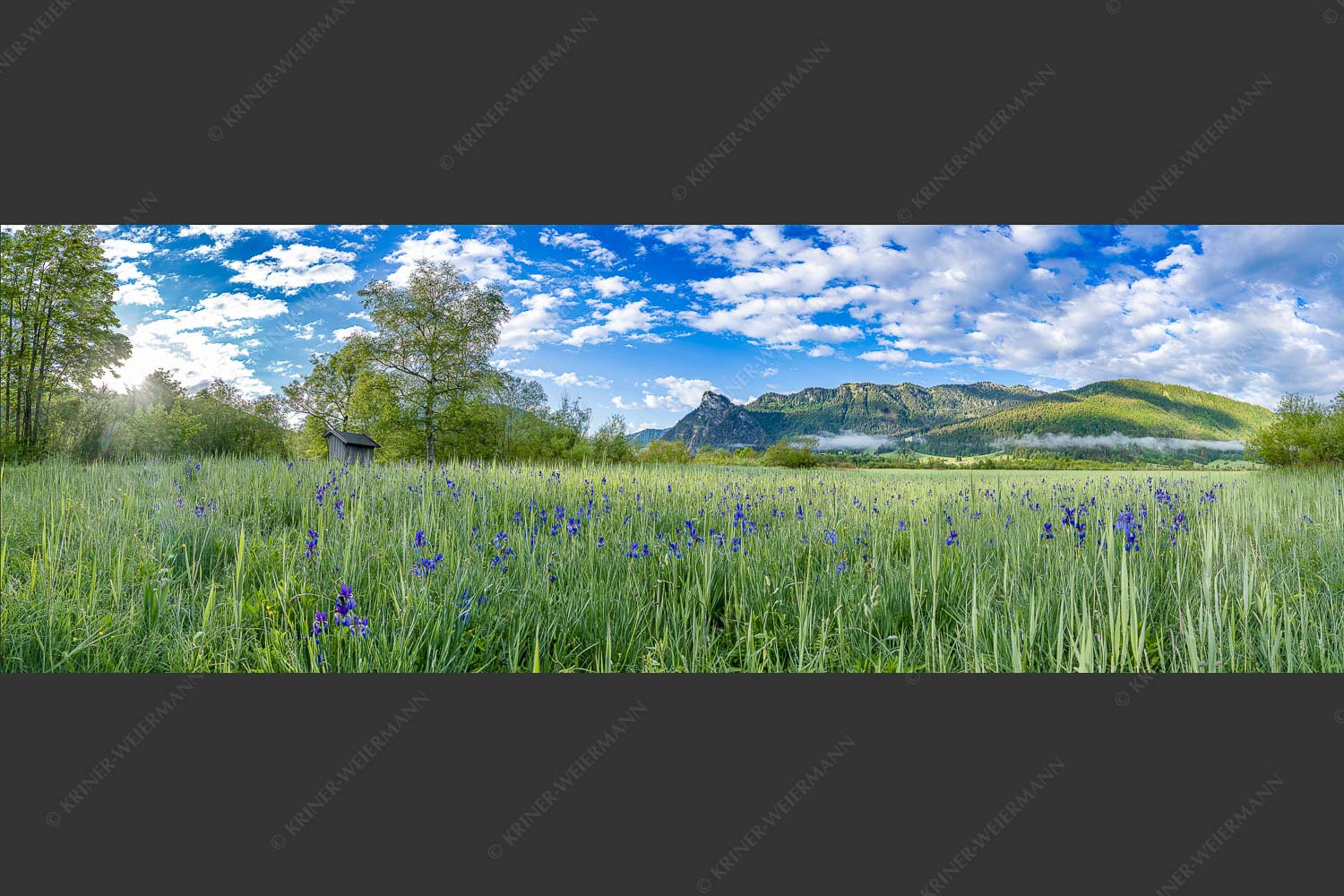 Zwischen Oberammergau und Unterammergau erblühen im Frühsommer unzählige Schwertlilien - Bunte Schwerter 2,5:1 -- Schwertlilien in Oberammergau - mehr Infos bei www.Kriner-Weiermann.de