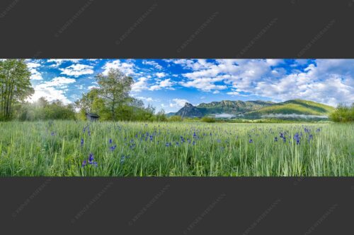Zwischen Oberammergau und Unterammergau erblühen im Frühsommer unzählige Schwertlilien - Bunte Schwerter 3:1  -- Schwertlilien in Oberammergau - mehr Infos bei www.Kriner-Weiermann.de