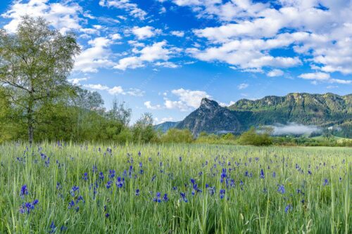 Zwischen Oberammergau und Unterammergau erblühen im Frühsommer unzählige Schwertlilien - Bunte Schwerter 3:2  -- Schwertlilien in Oberammergau - mehr Infos bei www.Kriner-Weiermann.de