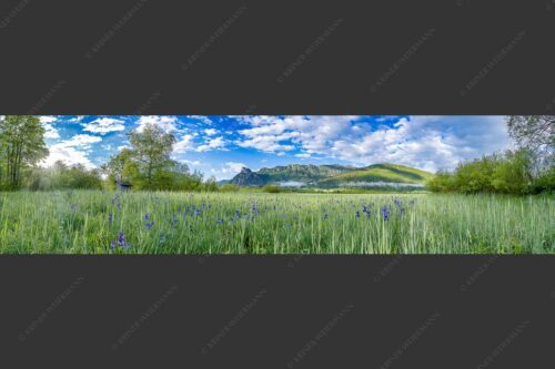 Zwischen Oberammergau und Unterammergau erblühen im Frühsommer unzählige Schwertlilien - Bunte Schwerter 4:1  -- Schwertlilien in Oberammergau - mehr Infos bei www.Kriner-Weiermann.de