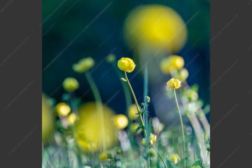 Trollblumen im Morgenlicht - Die Knollige 1:1  -- Trollblumen Trollius - mehr Infos bei www.Kriner-Weiermann.de