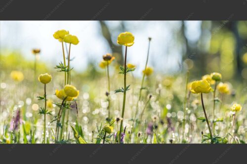 Trollblumen im Morgenlicht - Die Knolligen 2:1  -- Trollius Trollblumen - mehr Infos bei www.Kriner-Weiermann.de