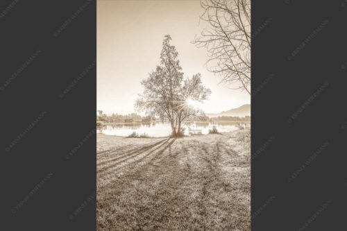 Wiese bei Schlehdorf bei Sonnenaufgang am Kochelsee - Die Sonne geht immer wieder auf 2:3 sepia -- Sonnenaufgang am Kochelsee - mehr Infos bei www.Kriner-Weiermann.de