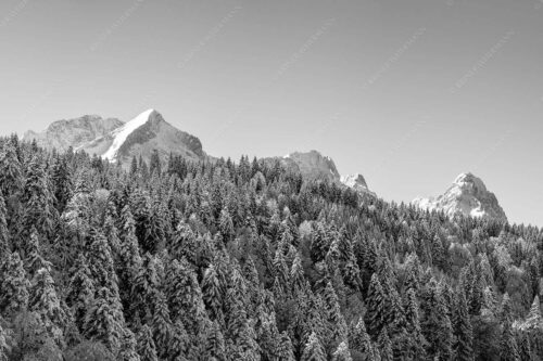 Wald bei Garmisch-Partenirchen mit Alpspitze, Zugspitze und Waxenstein im Wettersteingebirge - Die Wichtigsten 3:2 sw -- Alpspitze Zugspitze und Waxenstein - mehr Infos bei www.Kriner-Weiermann.de
