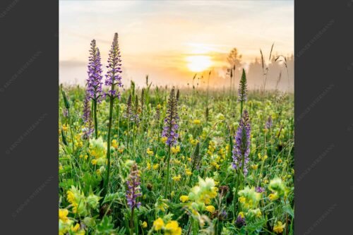 Sonnenaufgang hinter dem Wiesmahd bei Wallgau - Echte Blüten 1:1  -- Blumenwiese mit Orchideen - mehr Infos bei www.Kriner-Weiermann.de