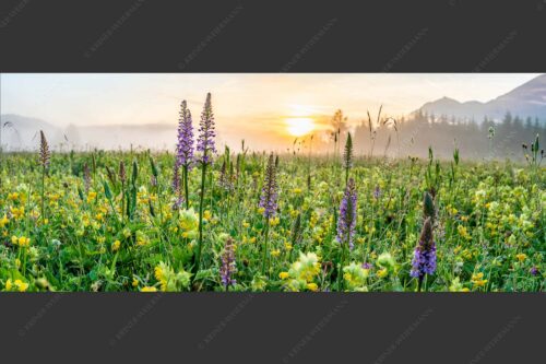 Sonnenaufgang hinter dem Wiesmahd bei Wallgau - Echte Blüten 2,5:1  -- Blumenwiese mit Orchideen - mehr Infos bei www.Kriner-Weiermann.de
