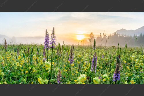 Sonnenaufgang hinter dem Wiesmahd bei Wallgau - Echte Blüten 2:1  -- Blumenwiese mit Orchideen - mehr Infos bei www.Kriner-Weiermann.de