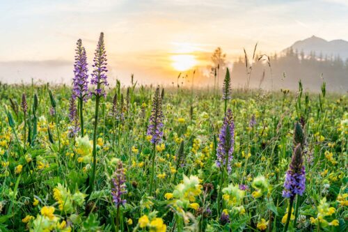Sonnenaufgang hinter dem Wiesmahd bei Wallgau - Echte Blüten 3:2  -- Blumenwiese mit Orchideen - mehr Infos bei www.Kriner-Weiermann.de