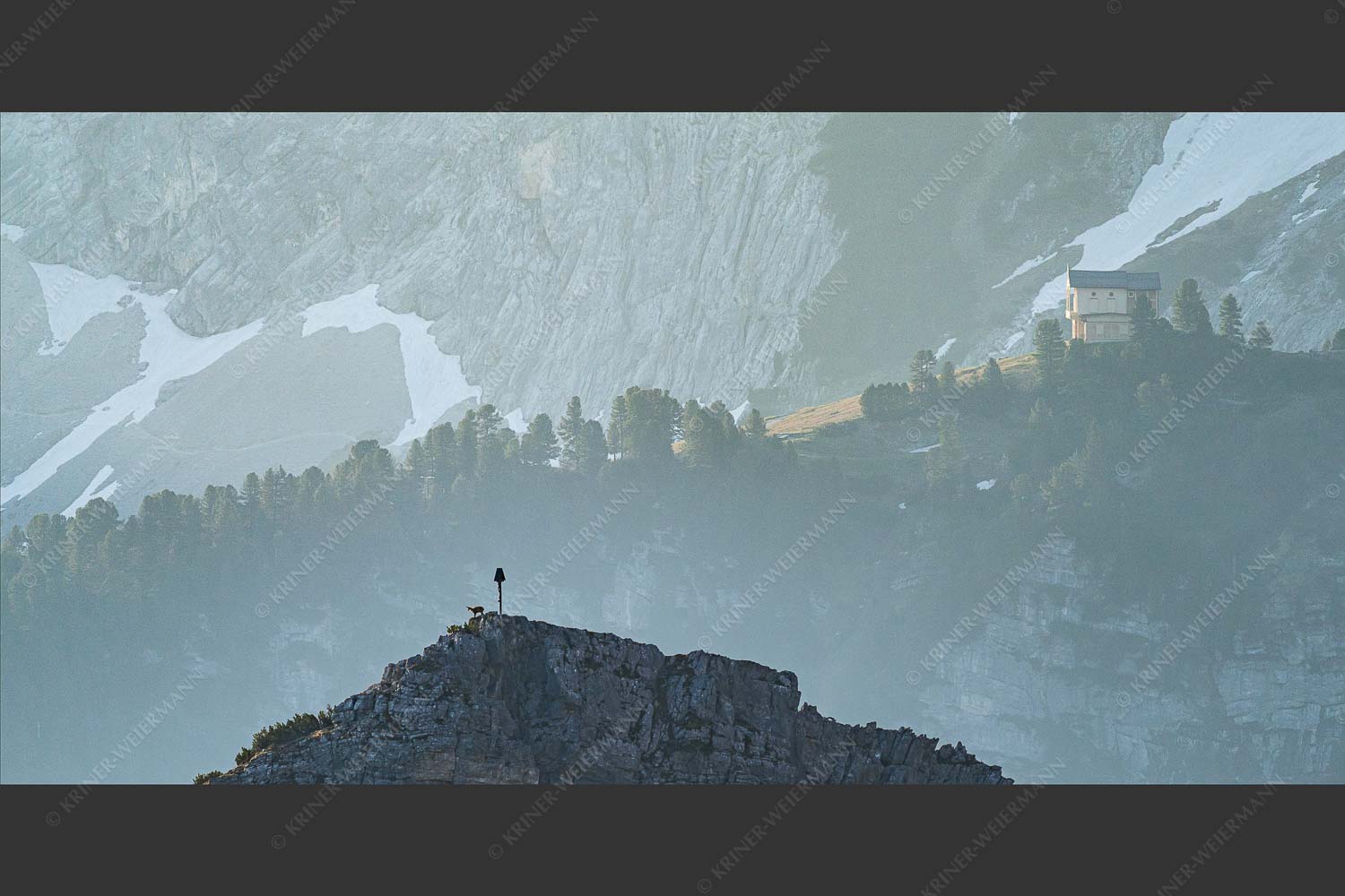 Gams an der Stuibenspitze mit Schachenschloss im Hintergrund - Einsamer Streiter 2:1 -- Gams mit Schachenschloss - mehr Infos bei www.Kriner-Weiermann.de