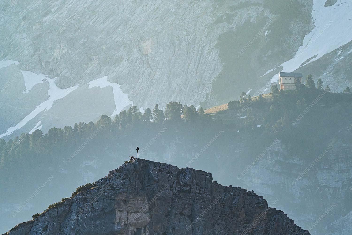 Gams an der Stuibenspitze mit Schachenschloss im Hintergrund - Einsamer Streiter 3:2 -- Gams mit Schachenschloss - mehr Infos bei www.Kriner-Weiermann.de