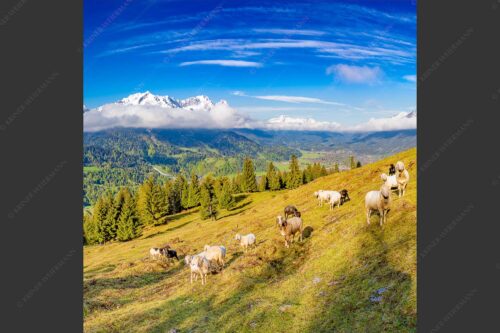 Bergschafe auf der ersten Weide im Frühling bei Garmisch-Partenkirchen mit Blick zum Zugspitzmassiv - Erste Weide 1:1  -- Schafe bei Garmisch-Partenkirchen - mehr Infos bei www.Kriner-Weiermann.de