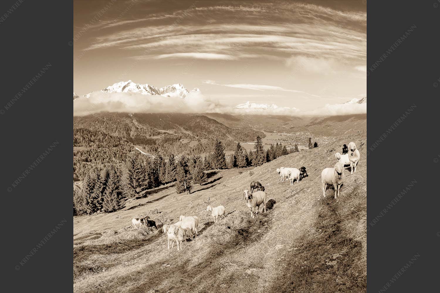 Bergschafe auf der ersten Weide im Frühling bei Garmisch-Partenkirchen mit Blick zum Zugspitzmassiv - Erste Weide 1:1 sepia -- Schafe bei Garmisch-Partenkirchen - mehr Infos bei www.Kriner-Weiermann.de