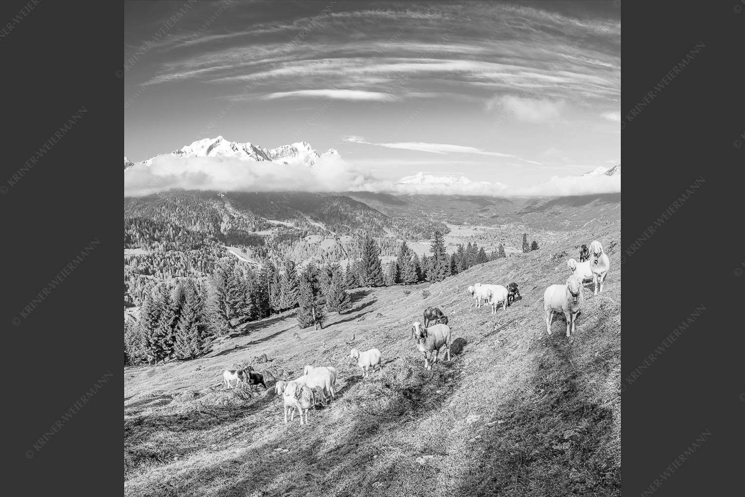 Bergschafe auf der ersten Weide im Frühling bei Garmisch-Partenkirchen mit Blick zum Zugspitzmassiv - Erste Weide 1:1 sw -- Schafe bei Garmisch-Partenkirchen - mehr Infos bei www.Kriner-Weiermann.de
