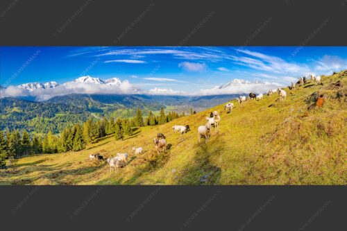 Bergschafe auf der ersten Weide im Frühling bei Garmisch-Partenkirchen mit Blick zum Zugspitzmassiv - Erste Weide 2,5:1  -- Schafe bei Garmisch-Partenkirchen - mehr Infos bei www.Kriner-Weiermann.de