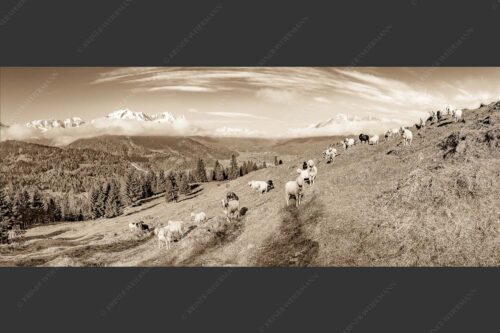 Bergschafe auf der ersten Weide im Frühling bei Garmisch-Partenkirchen mit Blick zum Zugspitzmassiv - Erste Weide 2,5:1 sepia -- Schafe bei Garmisch-Partenkirchen - mehr Infos bei www.Kriner-Weiermann.de