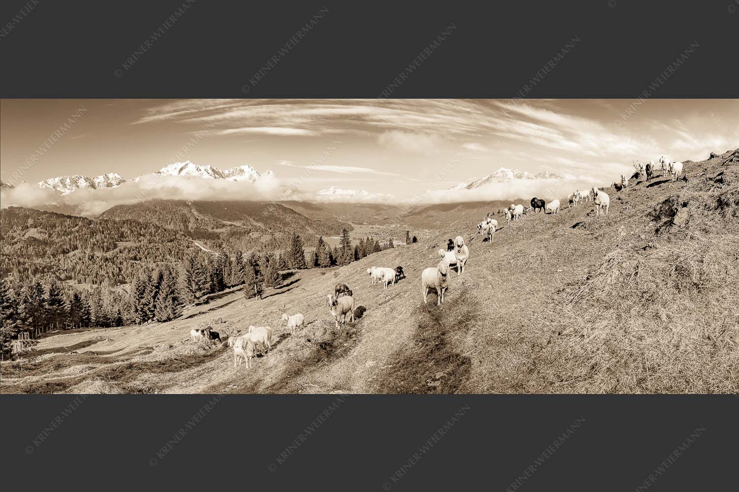 Bergschafe auf der ersten Weide im Frühling bei Garmisch-Partenkirchen mit Blick zum Zugspitzmassiv - Erste Weide 2,5:1 sepia -- Schafe bei Garmisch-Partenkirchen - mehr Infos bei www.Kriner-Weiermann.de