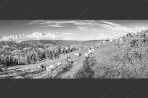 Bergschafe auf der ersten Weide im Frühling bei Garmisch-Partenkirchen mit Blick zum Zugspitzmassiv - Erste Weide 2,5:1 sw -- Schafe bei Garmisch-Partenkirchen - mehr Infos bei www.Kriner-Weiermann.de